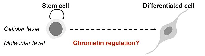 Cell fate and chromatin
